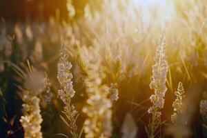 Sunny meadow alive with the buzzing of bees and the chirping of crickets, symphony of summer sounds photo