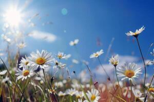 Sunny meadow alive with the buzzing of bees and the chirping of crickets, symphony of summer sounds photo