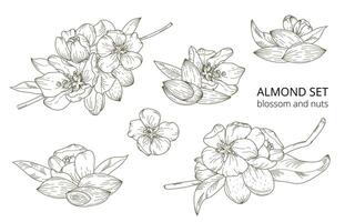 Hand-drawn set of almond blossoms and nuts in a botanical style, isolated on a white background. Suitable for packaging, backgrounds, prints, greeting cards, textiles, labels. vector