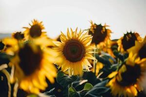 girasol campo extensión como lejos como el ojo cver, dorado seof pétalos balanceo en el verano brisa foto