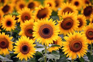 Sunflower field stretching as far as the eye csee, golden seof petals swaying in the summer breeze photo