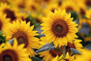 girasol campo extensión como lejos como el ojo cver, dorado seof pétalos balanceo en el verano brisa foto