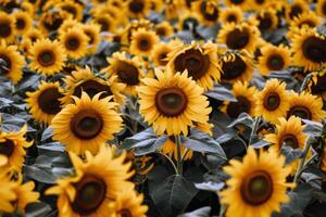 girasol campo extensión como lejos como el ojo cver, dorado seof pétalos balanceo en el verano brisa foto