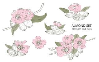 Hand-drawn set of almond blossoms and nuts in a botanical style, isolated on a white background. With accent pink and green colors. Suitable for backgrounds, prints, cards, textiles, labels. vector