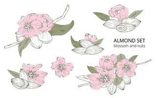 dibujado a mano conjunto de almendra flores y nueces en un botánico estilo, aislado en un blanco antecedentes. con acento rosado y verde colores. adecuado para antecedentes, huellas dactilares, tarjetas, textiles, etiquetas. vector