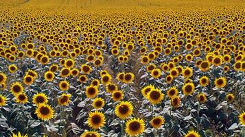 girasol campo extensión como lejos como el ojo cver, dorado seof pétalos balanceo en el verano brisa foto