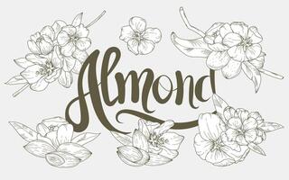 Hand-drawn set of almond blossoms and nuts in a botanical style, isolated on a light background. Elegant lettering Almond. Suitable for packaging, backgrounds, prints, greeting cards, textiles. vector