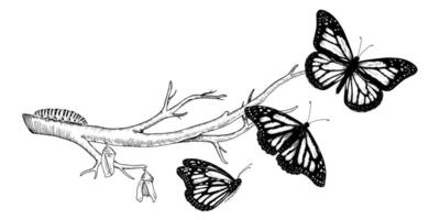 Butterfly Metamorphosis drawing. Hand drawn line art of insect evolution. Black outline illustration of moth transformation. Nature life cycle sketch. On a white isolated background vector