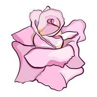 Pink rose is a flower head floral illustration vector