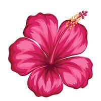 hand drawn hibiscus flower vector