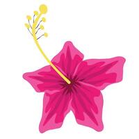 hand drawn hibiscus flower vector