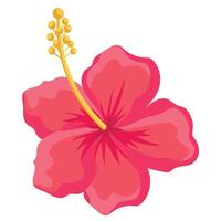 hand drawn hibiscus flower vector