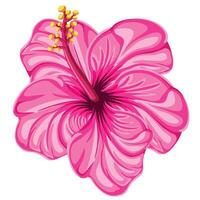 hand drawn hibiscus flower vector
