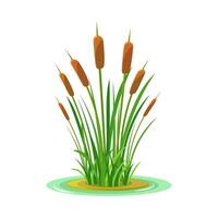 Bush of grass with tall reeds isolated on a white background. Color illustration of swamp vegetation element vector