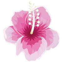 mano dibujado hibisco flor vector