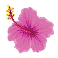 hand drawn hibiscus flower vector