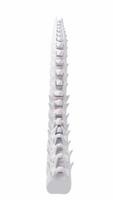 Human spine model, specification for human vertebrae model, 3d rendering. video