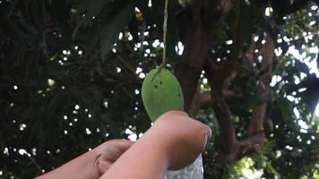 en trädgårdsmästare händer försiktigt slå in en grön mango på de träd, säkerställa dess skydd för perfekt mognad mot en lugn trädgård bakgrund. video