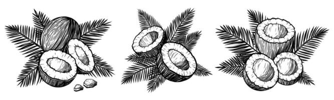 Set of tropical coconuts with palm leaves. Black ink isolated illustration in sketch line style. vector