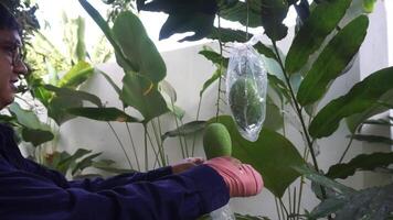 un jardinero manos cuidadosamente envolver un verde mango en el árbol, asegurando sus proteccion para Perfecto madurez en contra un sereno jardín fondo. video