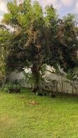 A gardener with his hand bandaged due to a broken bone, continues to diligently tend to the fallen leaves under a lush tree, maintaining the beauty of a serene green garden. video