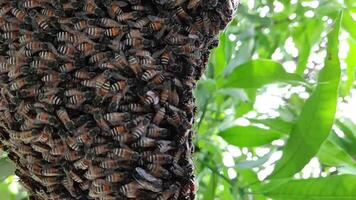 proche en haut de ruche plein de les abeilles, une mon chéri abeille est une eusocial en volant insecte dans le genre apis de le abeille clade, tout originaire de à eurasie. video