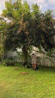 un jardinero con su mano vendado debido a un roto hueso, continúa a diligentemente tender a el caído hojas debajo un lozano árbol, mantener el belleza de un sereno verde jardín. video