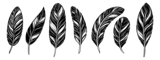 Set of bird feathers. Black ink isolated illustration in sketch line style. vector