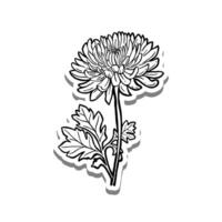Single Chrysanthemum Flower Bloom on white silhouette and gray shadow. Hand drawn cartoon style. illustration for decorate, coloring and any design. vector