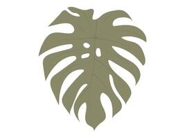 Hand drawn monstera leaf icon. Tropical plant illustration vector