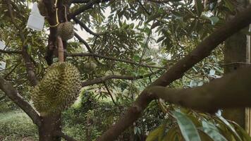 durians esperando para estar colhido em a árvores dentro durian Pomar. popular frutas do Tailândia video