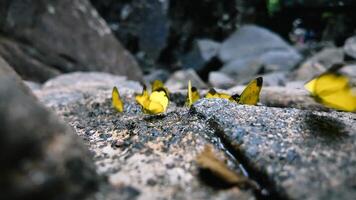 Herde von Gelb Schmetterlinge auf das Felsen im ein natürlich Wald in der Nähe von ein Wasserfall video