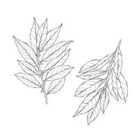 Bay leaves Laurels Vegetable Outline Hand drawn Illustration on white backgroung vector