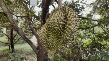 Durian esperando a ser cosechado en el arboles en Durian huerta. popular frutas de Tailandia video