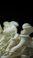 Growing oyster mushrooms rising from soil vertical time lapse 4k footage. video