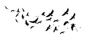 A flock of flying birds. black and white illustration. Silhouette group bird and freedom air. Horizontal design element cartoon isolated white vector