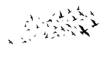 A flock of flying birds. black and white illustration. Silhouette group bird and freedom air. Horizontal design element cartoon isolated white vector