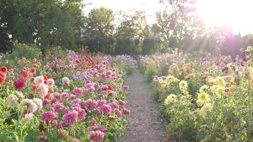 botanisk trädgård i sommar fält av färgrik blommor video