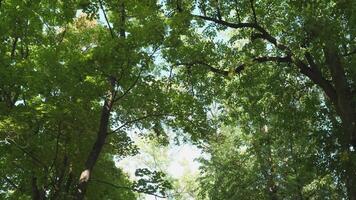camera looks omhoog en beweegt langzaam onder zomer bomen 4k 60 fps video