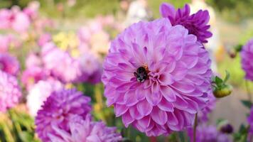 Pink flowers and bumblebee 4k stock footage video