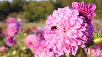 rosa blomma och humla inuti extrakt nektar video