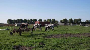 russo Fazenda com vacas 4k 60. fps video