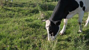 de hoofd van een koe Aan een Russisch boerderij of boerderij eet groen gras in zomer 60 fps video