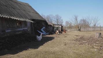 Hühner im ein Hähnchen coop im ein Russisch Dorf video