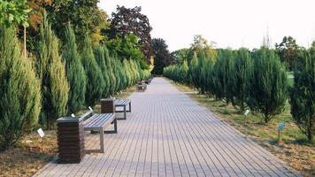 lento movimento su un' pedone sentiero nel un' parco nel estate video