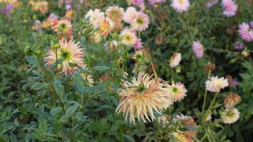 botanisk trädgård i sommar fält av färgrik blommor video