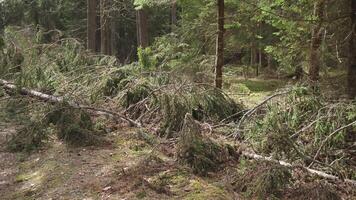 caduto albero nel il foresta dopo un' tempesta 4k video