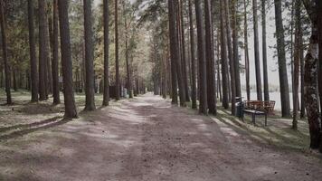 esvaziar floresta estrada fundo verão tráfego dentro a parque 4k video