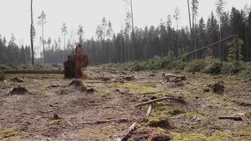 Deforestation of spruce forest 4k video