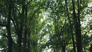 camera beweging op zoek omhoog Bij boomtoppen in zomer video
